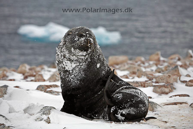 Antarctic fur seal, Paulet Island, March_MG_2694