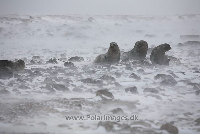 Antarctic fur seals, Paulet Island, March_MG_2787