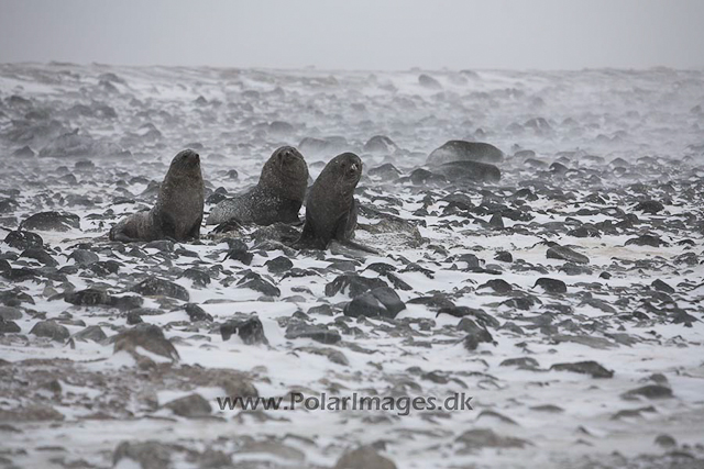 Antarctic fur seals, Paulet Island, March_MG_2789