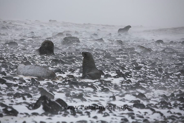 Antarctic fur seals, Paulet Island, March_MG_2793