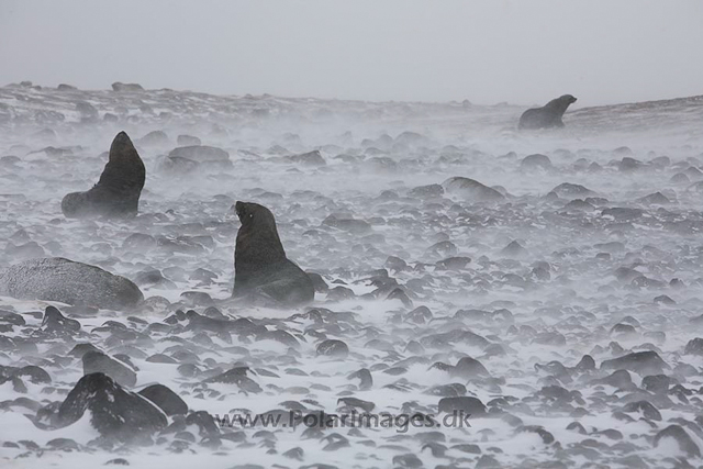 Antarctic fur seals, Paulet Island, March_MG_2796