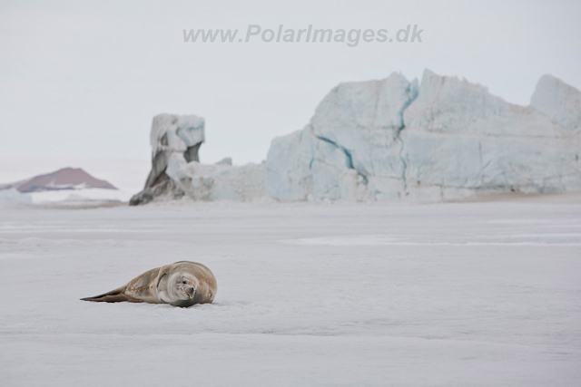 Crabeater Seal in the fast ice_MG_5076
