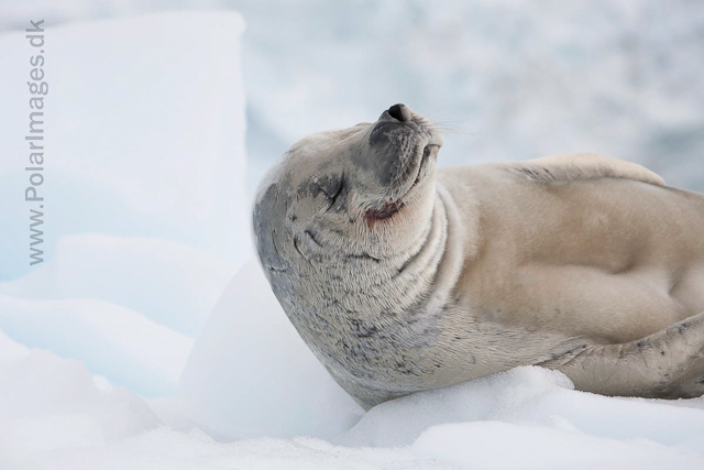 Crabeater seal, Paradise Bay_MG_4063