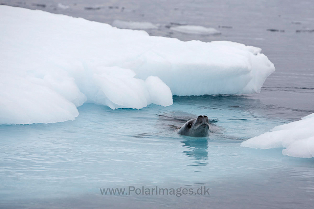 Crabeater seal, Pléneau Island_MG_3910