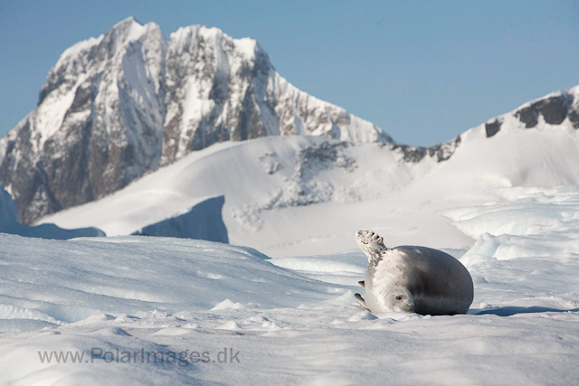 Crabeater seal near Booth Island_MG_4643