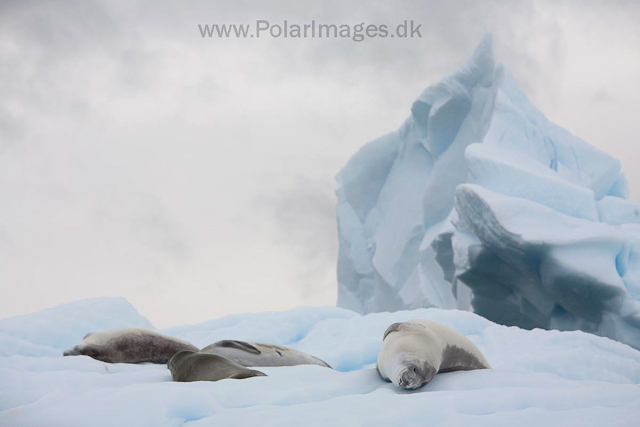 Crabeater seals, Foyn Harbour_MG_3849