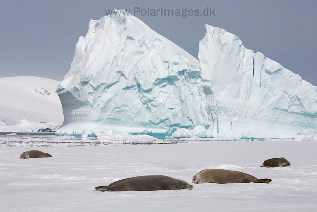 Crabeater seals, off Booth Island_MG_2209