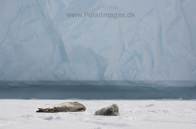 Crabeater seals, off Booth Island_MG_2216