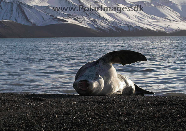 Leopard Seal, Deception Island PICT1480