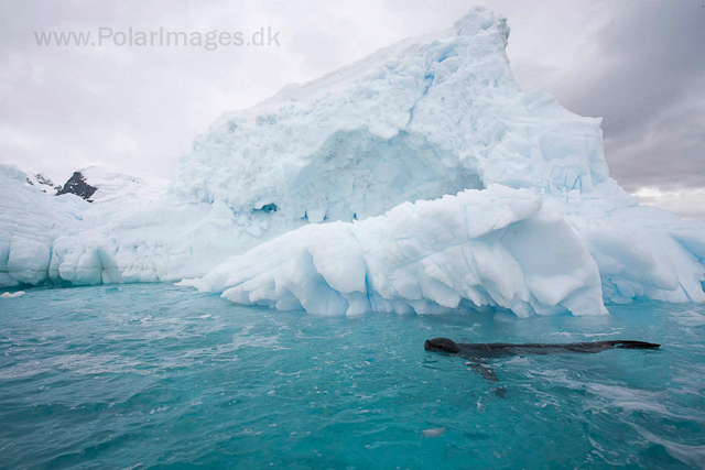 Leopard seal, Cuverville Island_MG_1498