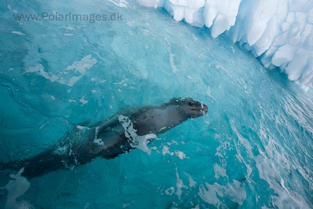 Leopard seal, Cuverville Island_MG_1503