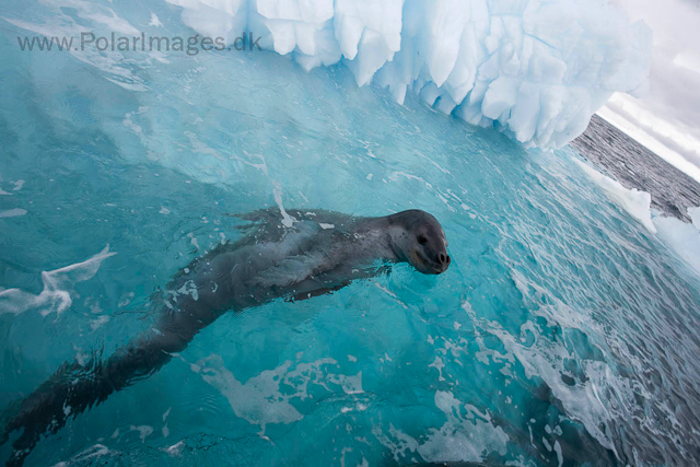 Leopard seal, Cuverville Island_MG_1505