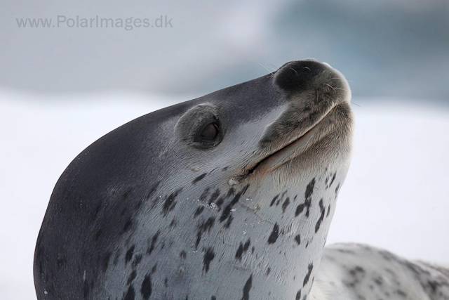 Leopard seal, Cuverville Island_MG_4887