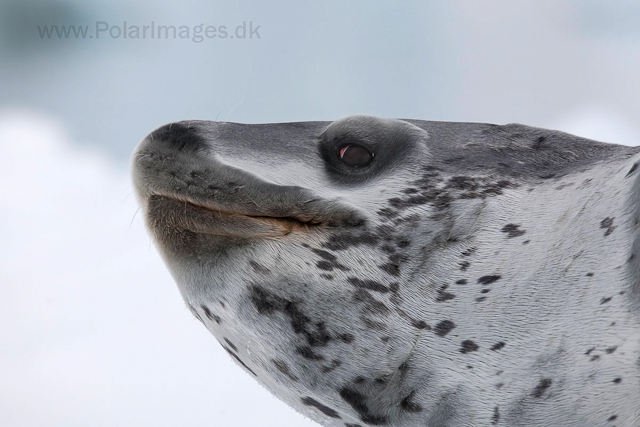 Leopard seal, Cuverville Island_MG_4910
