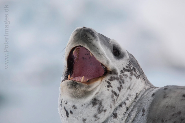 Leopard seal, Cuverville Island_MG_4914