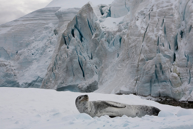 Leopard seal, Cuverville Island_MG_4925