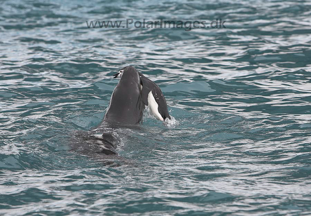 Leopard seal_MG_9981