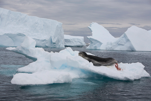 Leopard seal, Pléneau Island_MG_3931