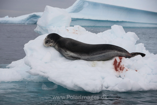 Leopard seal, Pléneau Island_MG_3932