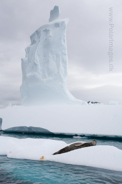 Leopard seal, Pléneau Island_MG_3957