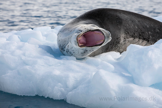 Leopard seal, Skontorp Cove, Paradise Bay_MG_4509
