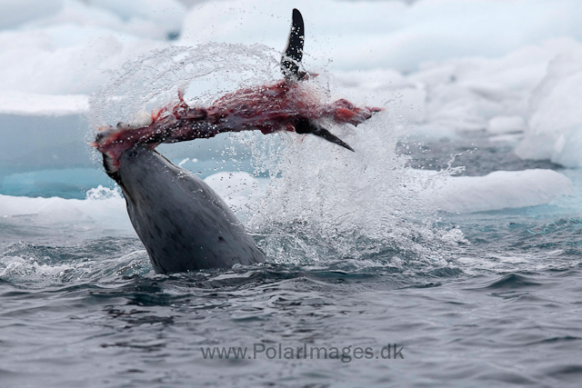 Leopard seal hunting, Cuverville Island_MG_4956