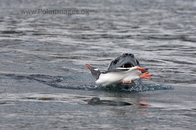 Leopard seal hunting, Cuverville Island_MG_4963