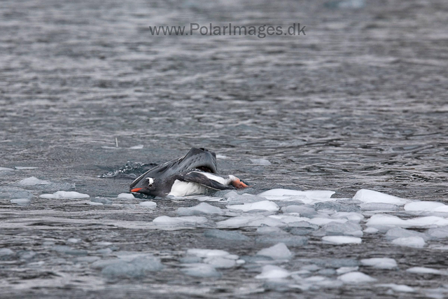 Leopard seal hunting, Cuverville Island_MG_4971