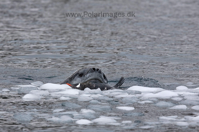 Leopard seal hunting, Cuverville Island_MG_4974