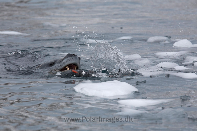 Leopard seal hunting, Cuverville Island_MG_4978