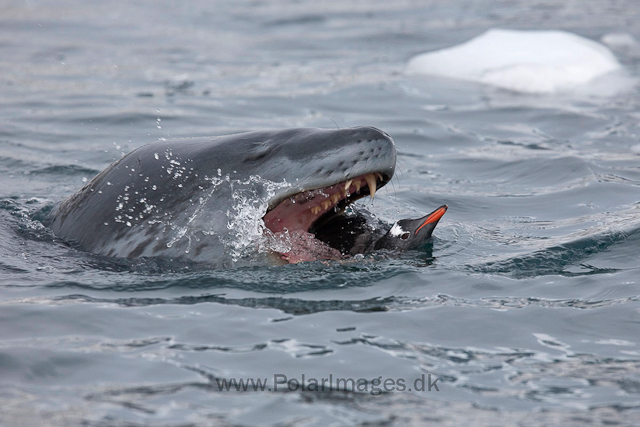 Leopard seal hunting, Cuverville Island_MG_4982