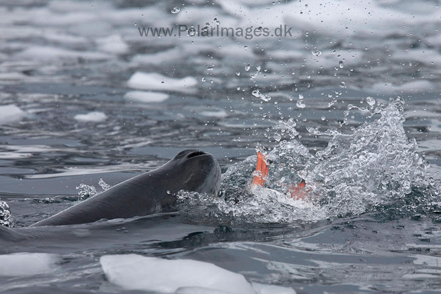 Leopard seal hunting, Cuverville Island_MG_4983