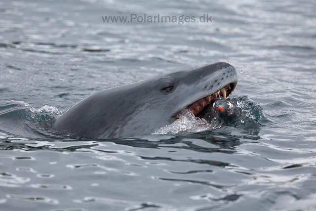 Leopard seal hunting, Cuverville Island_MG_4986