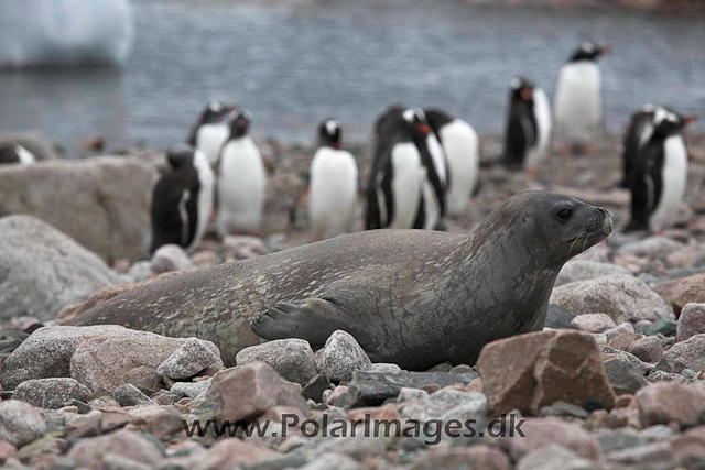 Neko Weddell seal_MG_5894