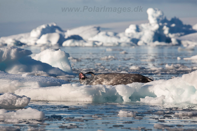 Weddell Seal, Brown Bluff_MG_0731