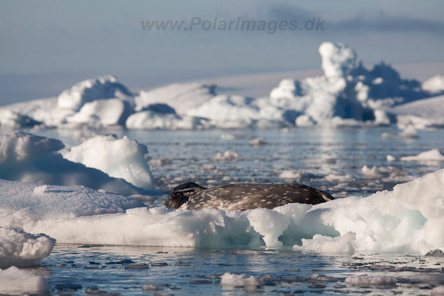 Weddell Seal, Brown Bluff_MG_0733