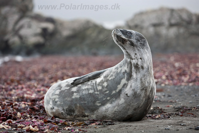 Weddell Seal_MG_0399