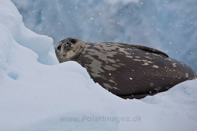 Weddell Seal_MG_6112