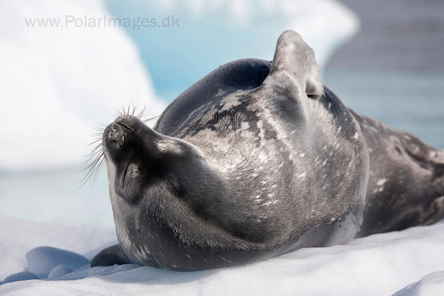 Weddell seal_MG_4480