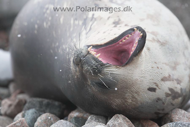 Weddell seal_MG_8479