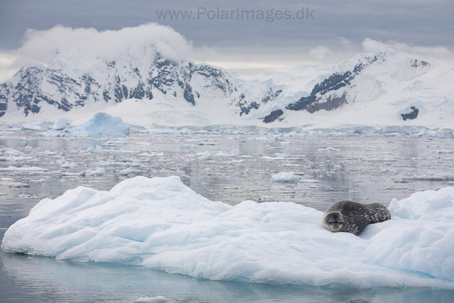 Weddell seal, Paradise Bay_MG_4060