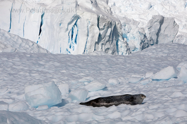 Weddell seal, Skontorp Cove, Paradise Bay_MG_4519
