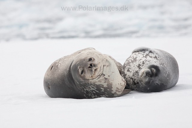 Weddell seal mother and pup_MG_1264