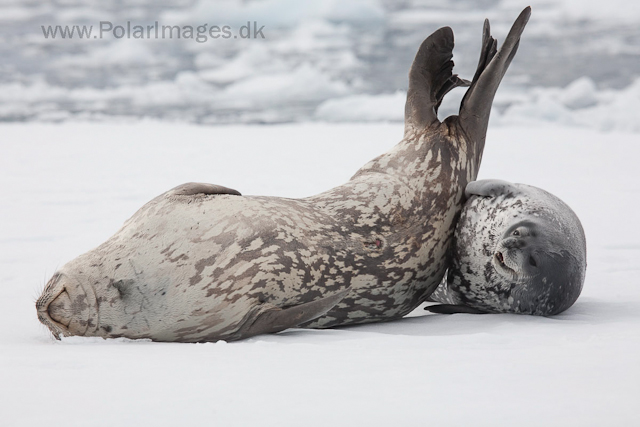 Weddell seal mother and pup_MG_1270