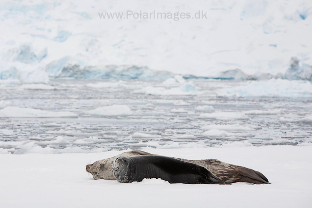 Weddell seal mother and pup_MG_1278