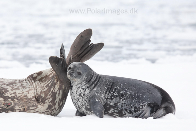 Weddell seal mother and pup_MG_1290