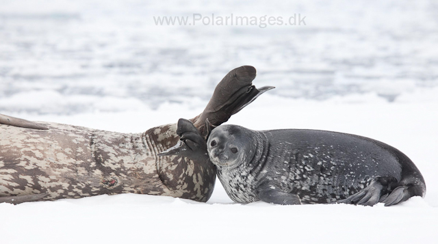 Weddell seal mother and pup_MG_1291