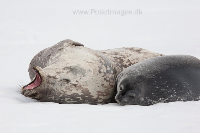 Weddell seal mother and pup_MG_1308
