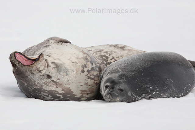 Weddell seal mother and pup_MG_1313