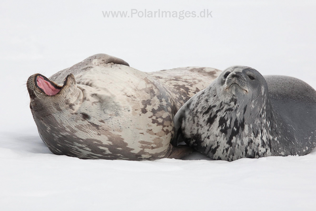 Weddell seal mother and pup_MG_1315